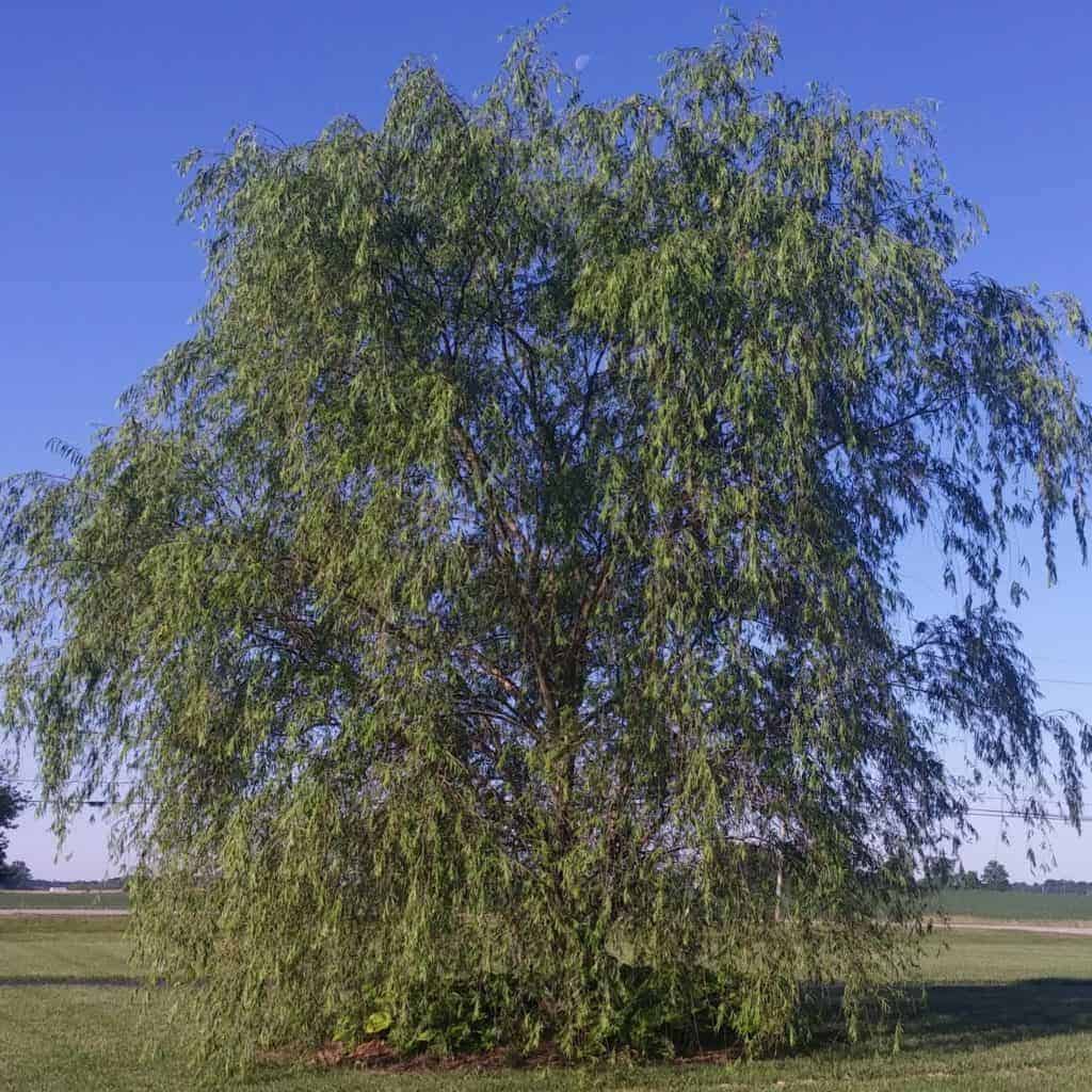 Willow tree